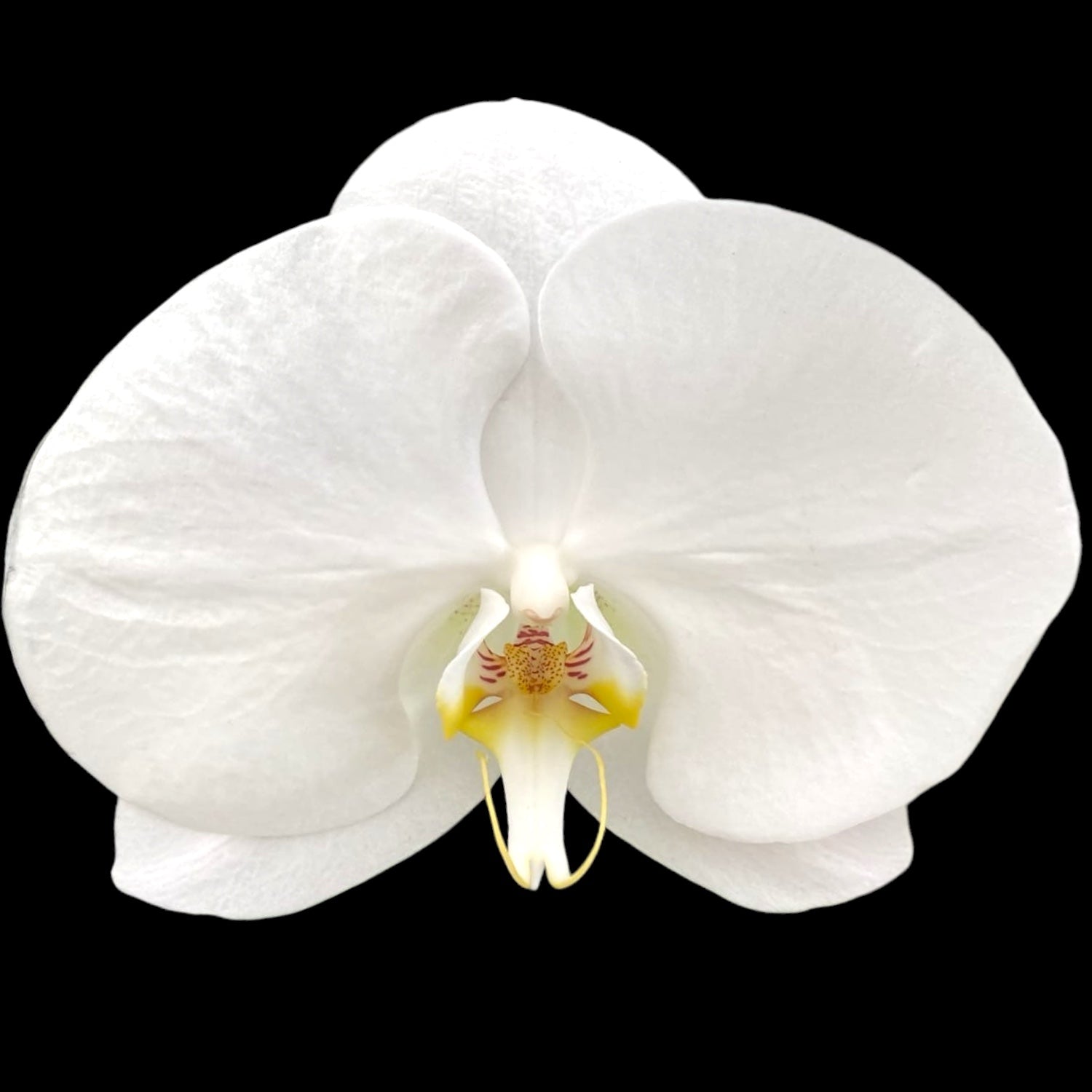 Phalaenopsis Singolo Tosha (White) - floarea XXL