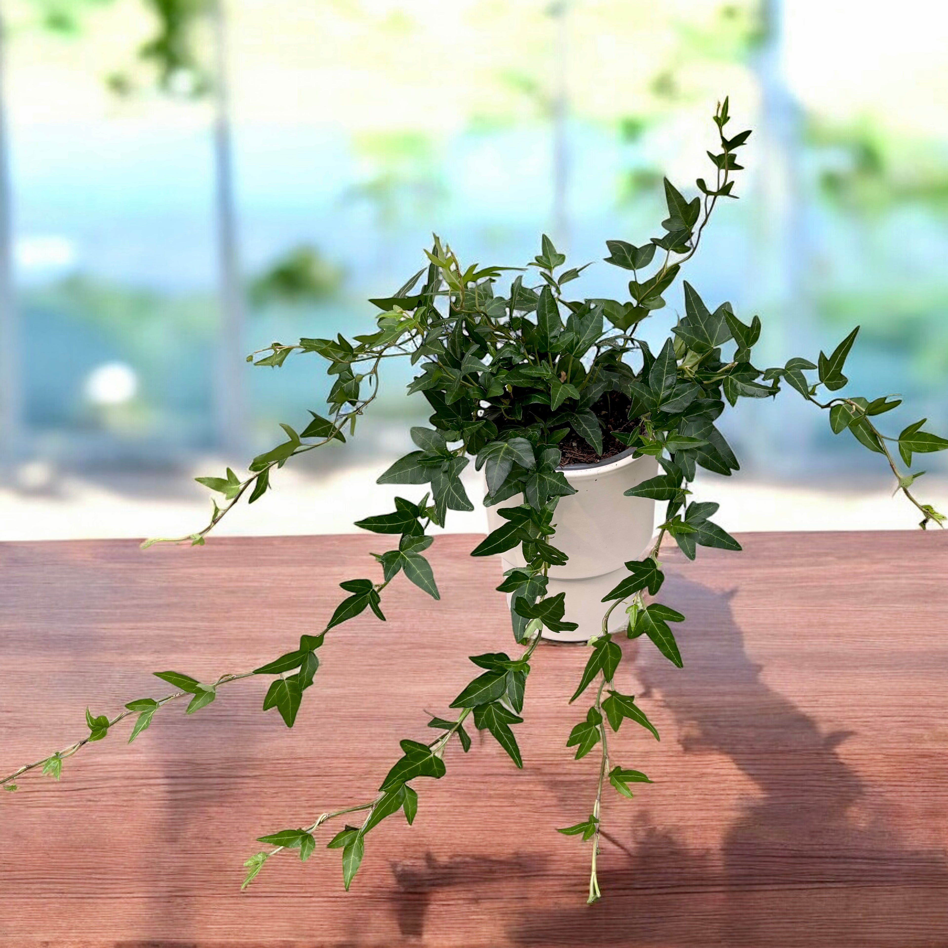 Iedera - Hedera helix 'Shamrock'