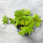 Pelargonium ‘Vancouver Centennial’ (muscate cu frunze colorate)
