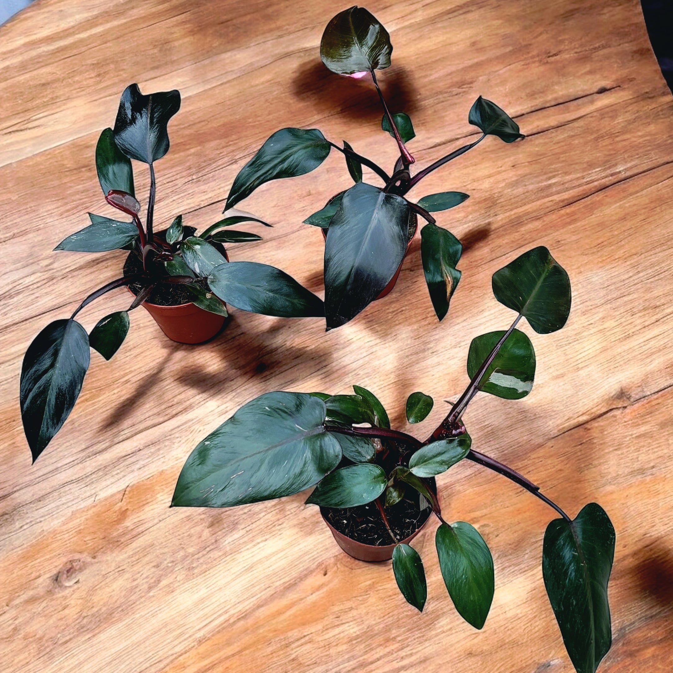 Philodendron erubescens