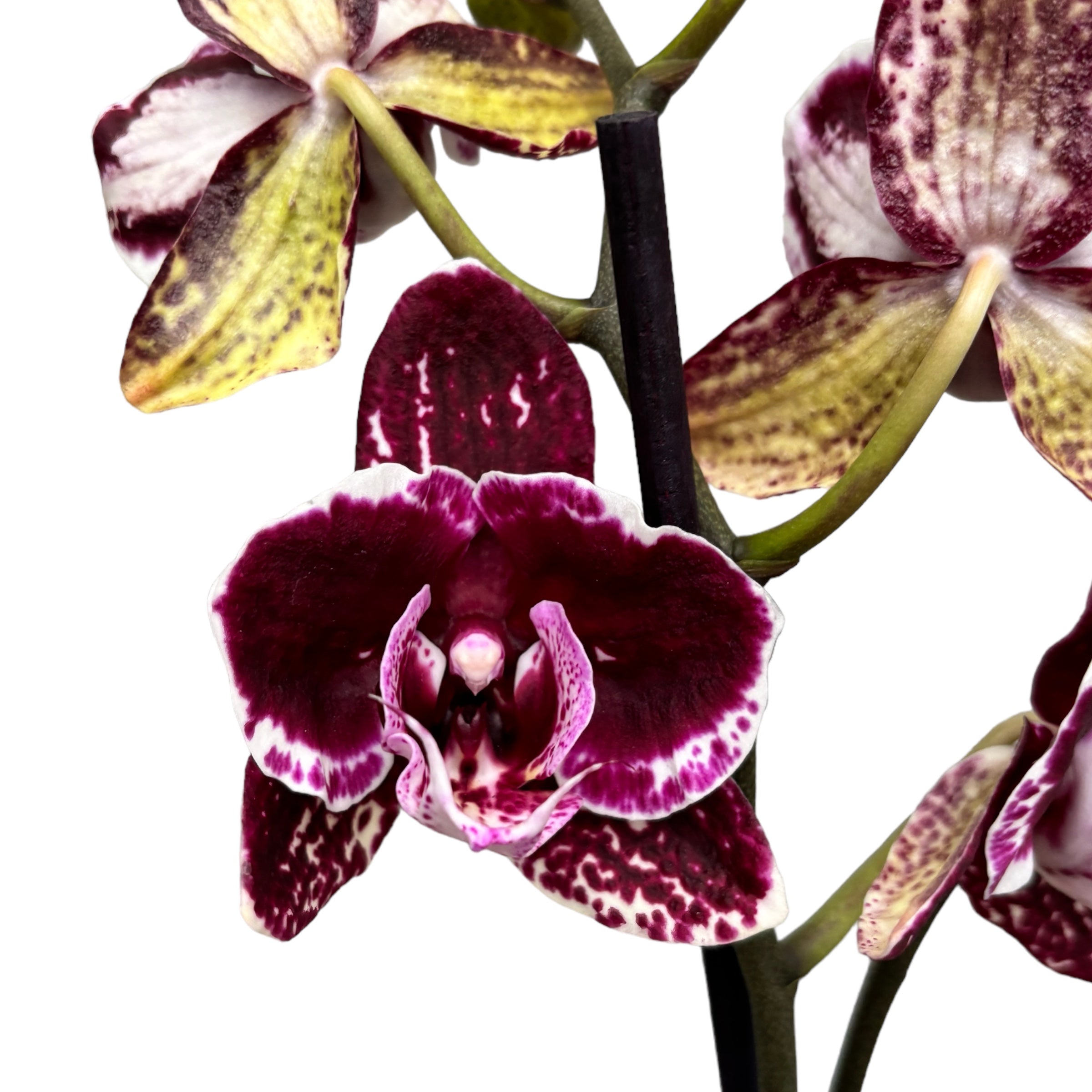 Phalaenopsis 'Limited #10' grande lèvre