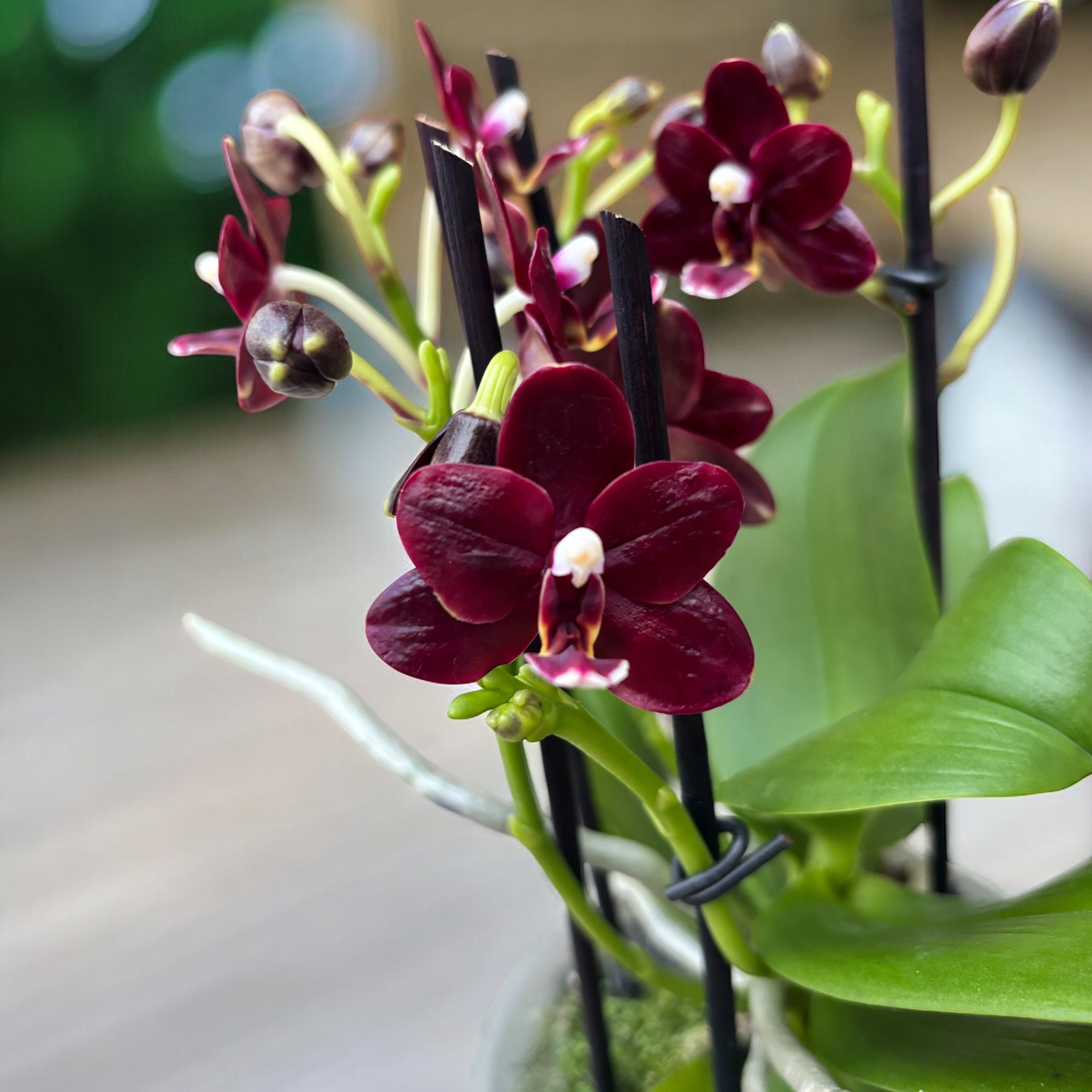 Phalaenopsis Natsume's Berry - fiori cerati