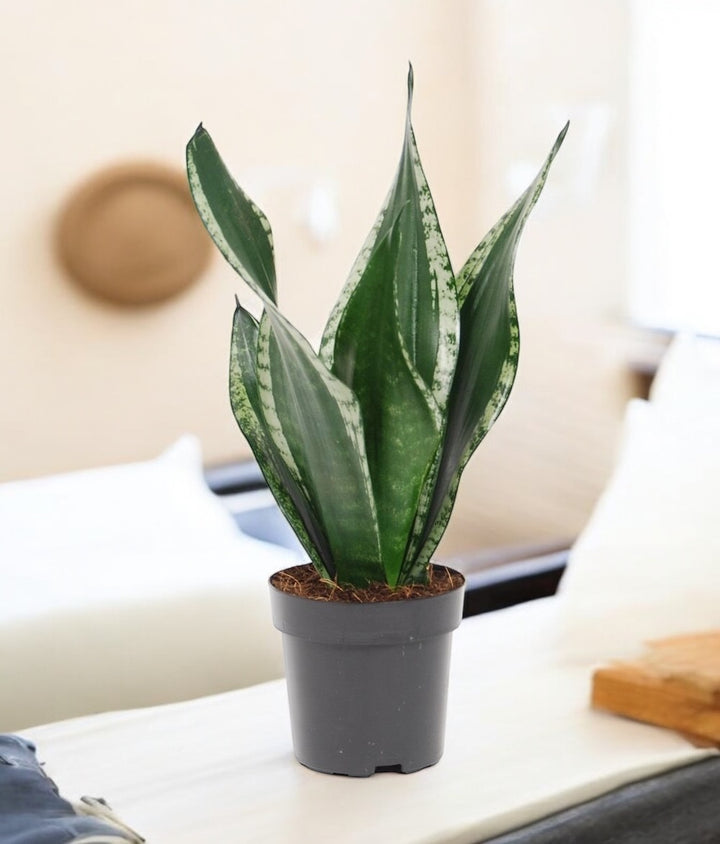 Sansevieria Silver Flame (Whitney) 