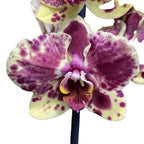 Phalaenopsis Exotic Punch (Pikachu)