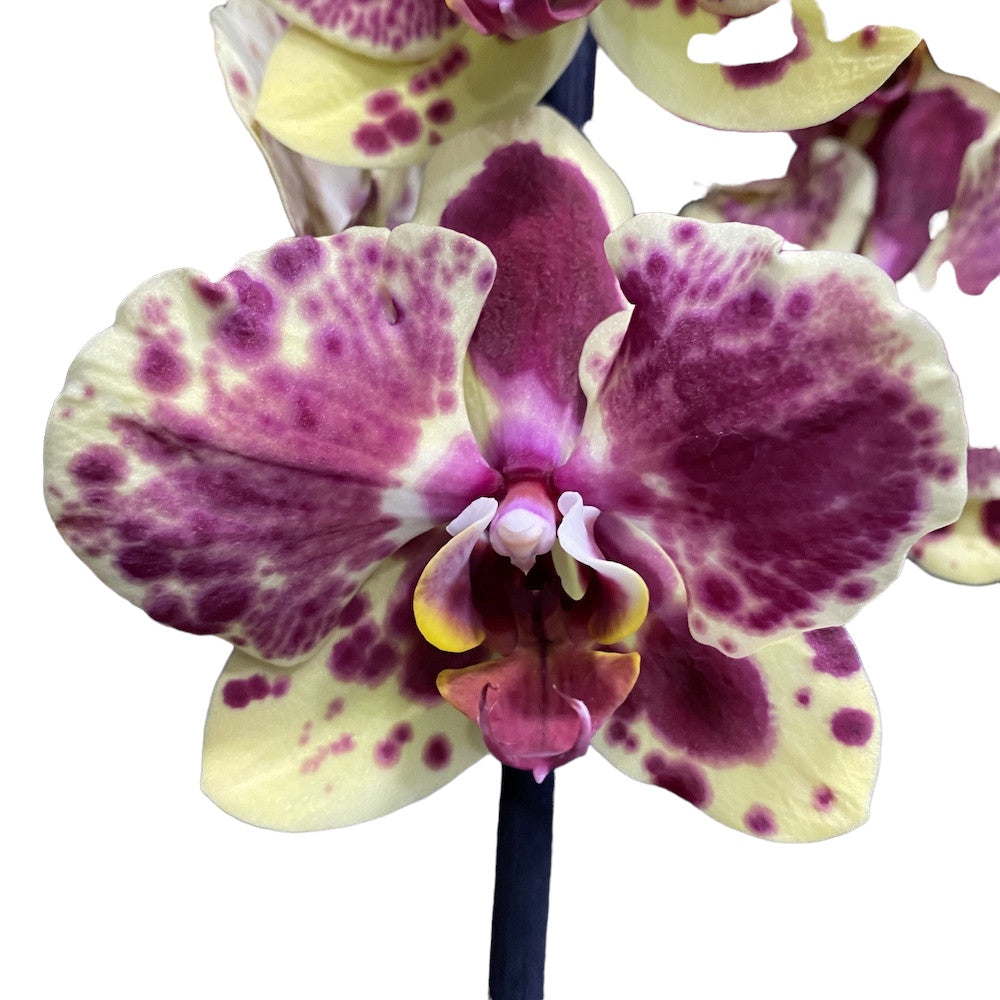 Phalaenopsis Exotic Punch (Pikachu)