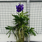 Vanda Tweed Blue XXL 7p (Ansu)