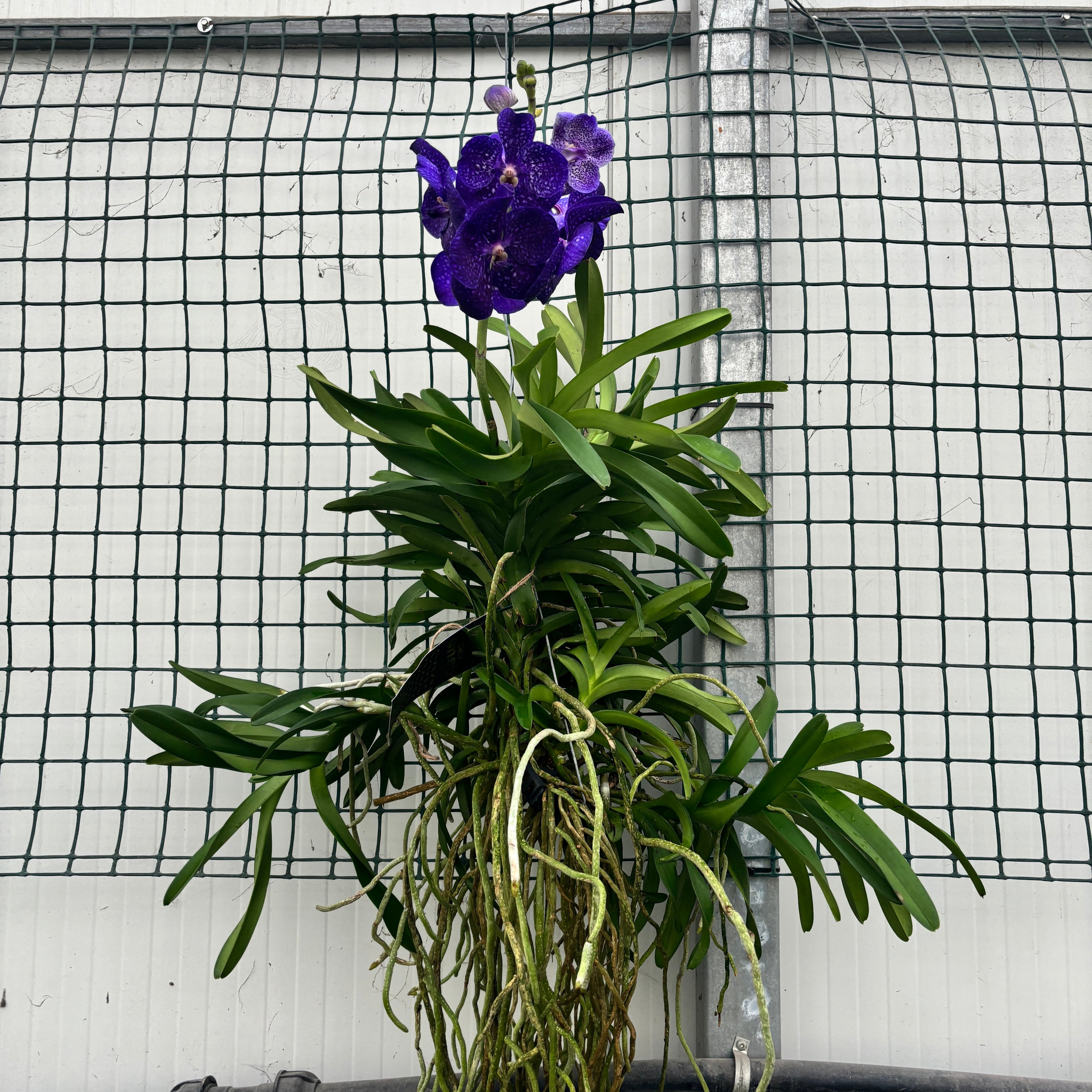 Vanda Tweed Bleu XXL 7p (Ansu)