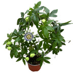 Passiflora caerulea (floarea pasiunii) - arcada