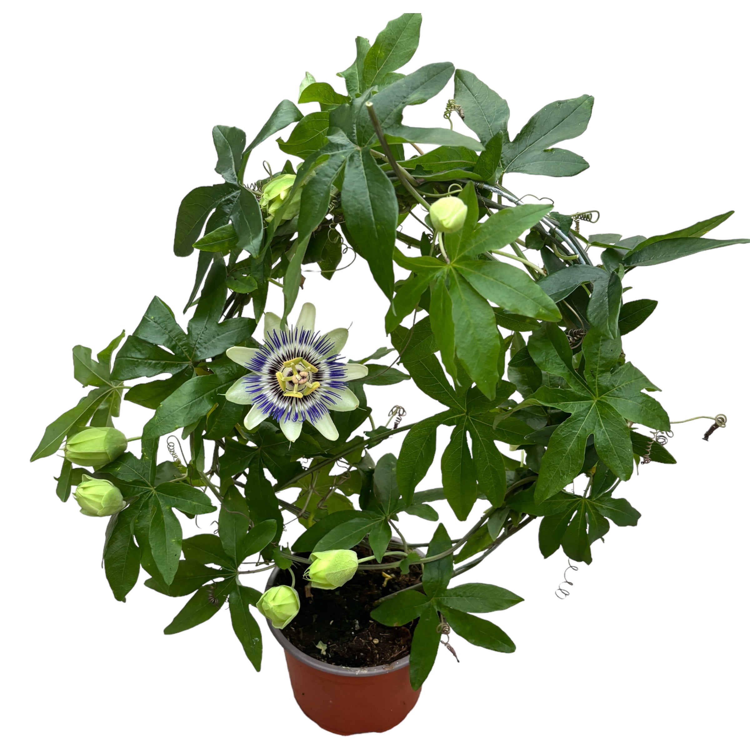 Passiflora caerulea (floarea pasiunii) - arcada