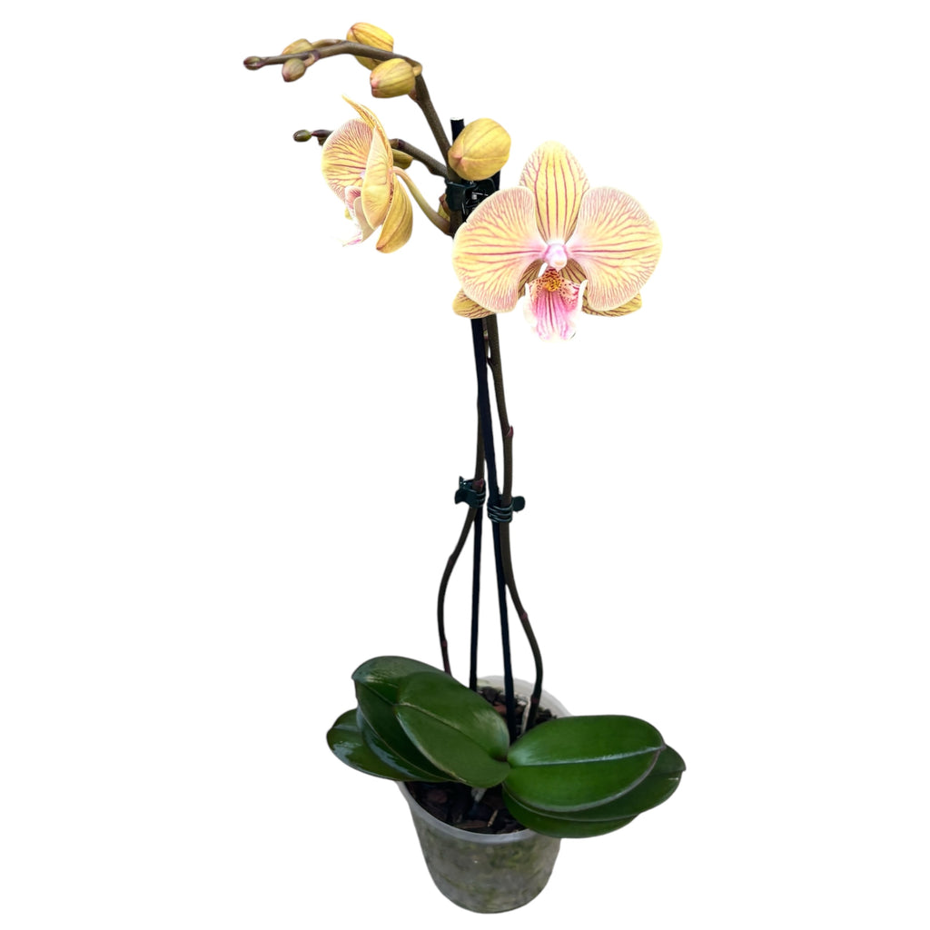 Phalaenopsis 'Zalm' big lip