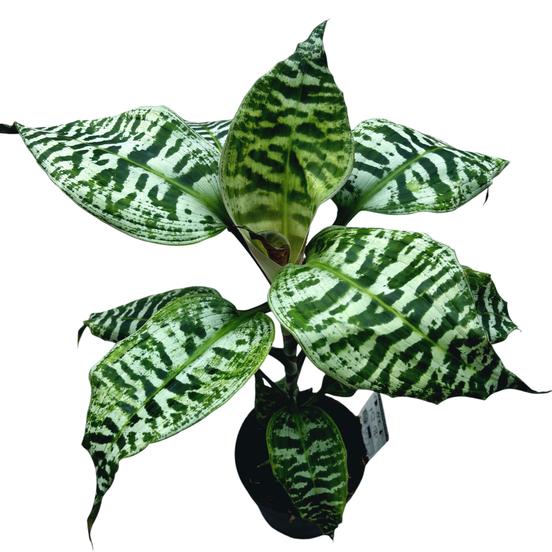 Dracaena goldieana (Gold Dust Dracaena, Spotted Dracaena)