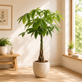 Pachira Aquatica - Albero dei Soldi, H120 cm