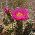 Cylindropuntia fulgida (Opuntia fulgida) – Cactus à maillons de chaîne