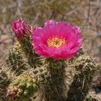 Cylindropuntia fulgida (Opuntia fulgida) – Cactus à maillons de chaîne