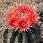 Ferocactus townsendianus 'Brevispinus' – cactus with short spines and a sculptural appearance