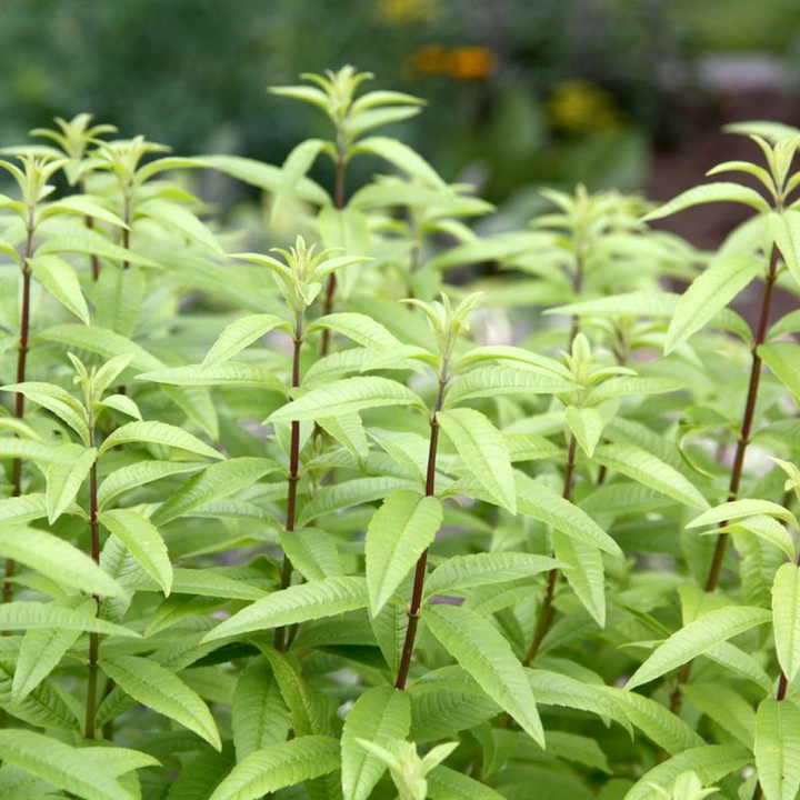 Lippia citriodora (Lamaita, Verbina)