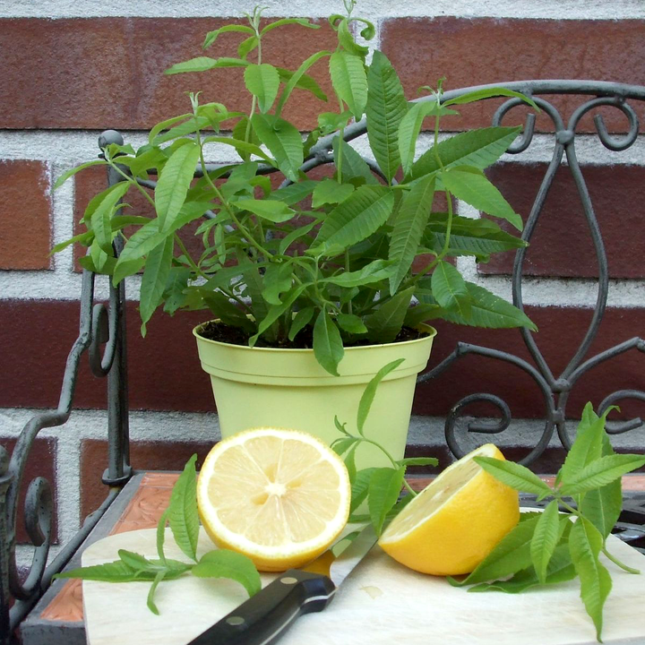 Lippia citriodora (Lamaita, Verbina)