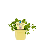 Gynostemma pentaphyllum (Jiaogulan, Pflanze des ewigen Lebens) - Biologischer Anbau