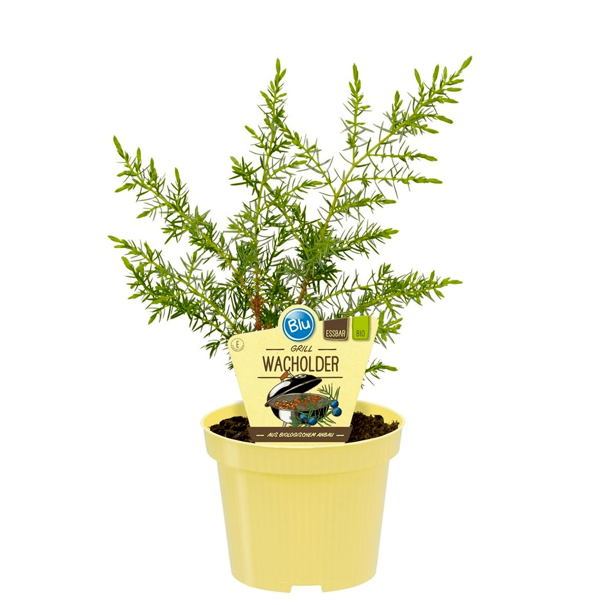 Juniperus communis 'Meyer'