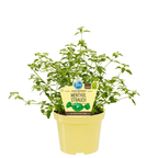 Prostanthera rotundifolia (Menta rotunda, Busuioc Australian)