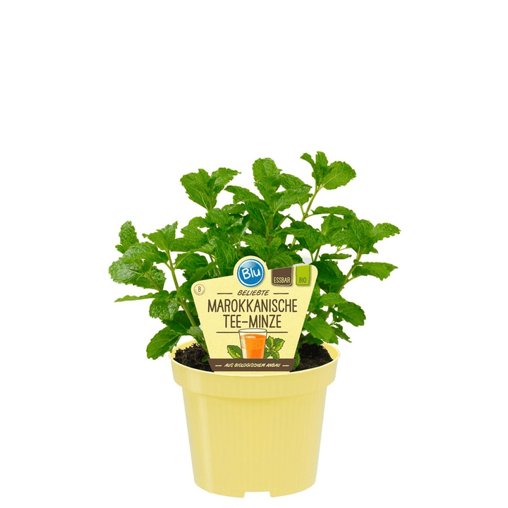 Menta - Mentha spicata (Spearmint)