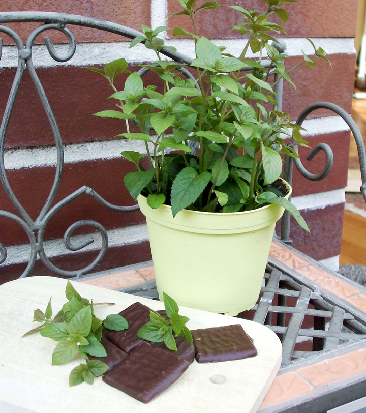 Menta cu aroma de ciocolata - Mentha piperita 'Chocolate'