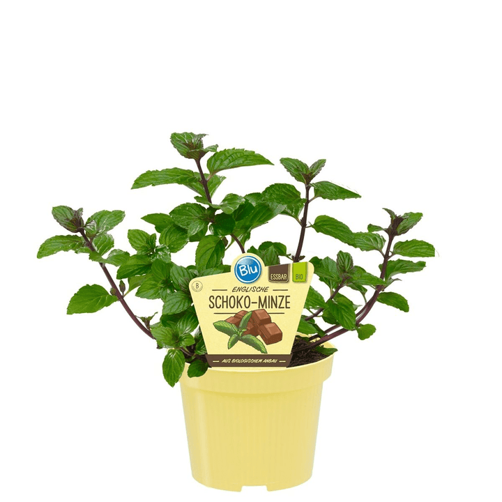 Menta cu aroma de ciocolata - Mentha piperita 'Chocolate'