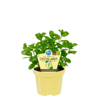 Menta - Mentha spicata 'Hugo' (Cocktail Mint) - cultura biologica