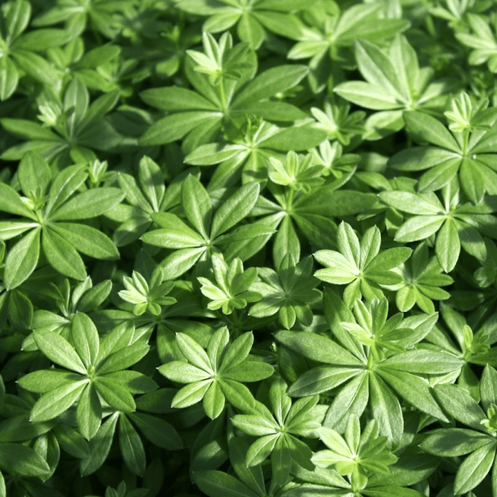 Galium odoratum (Vinarita)