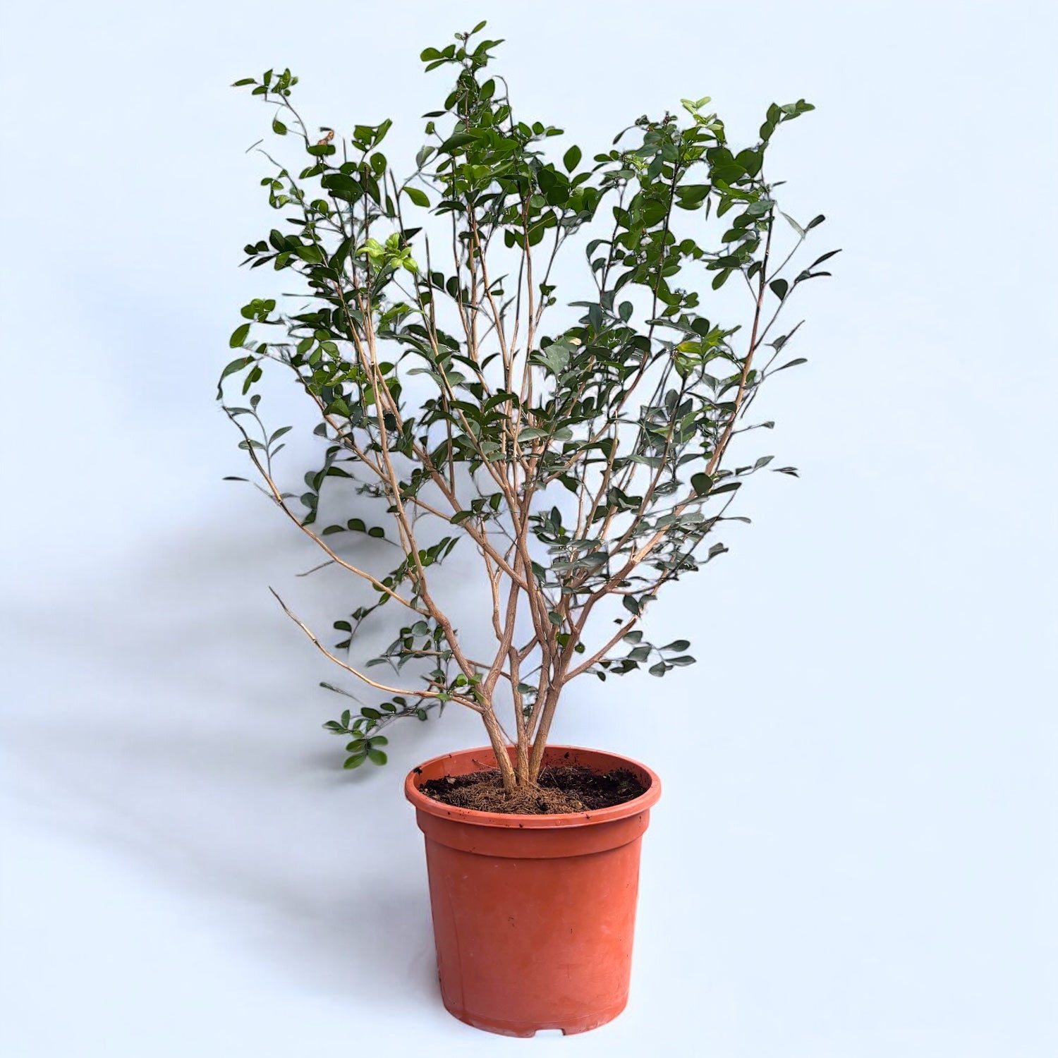 Murraya paniculata (Orange Jasmine) - Large specimens, multiple