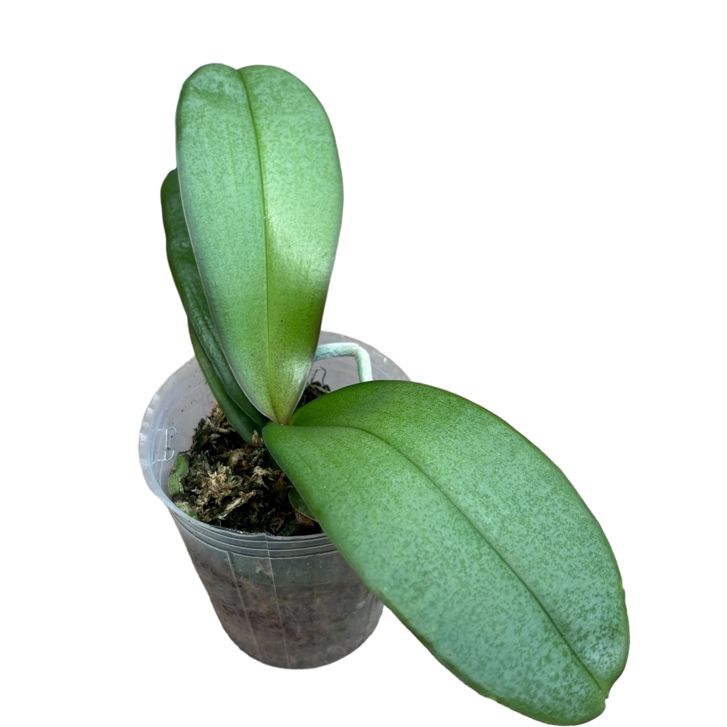 Phalaenopsis amabilis 'Surabaya' (silver leaves)