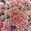 Sedum telephium 'Hot Rock'
