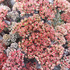 Sedum telephium 'Hot Rock'