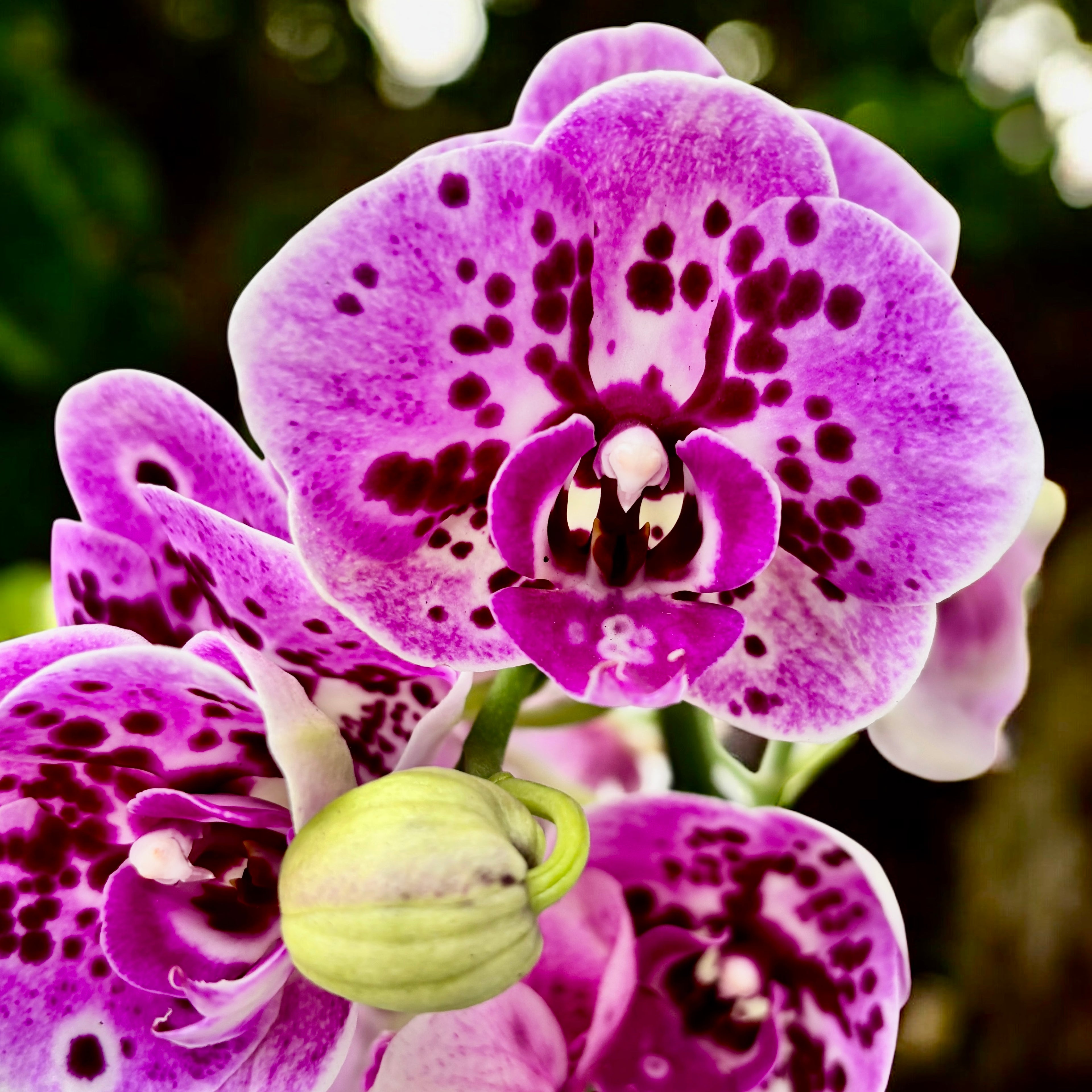 Phalaenopsis Rembrandt