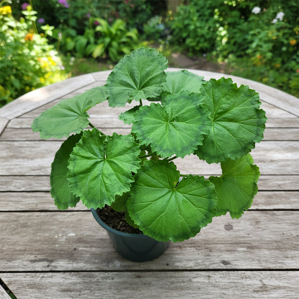 Pelargonium ‘Distinction’ (muscate cu frunze colorate)