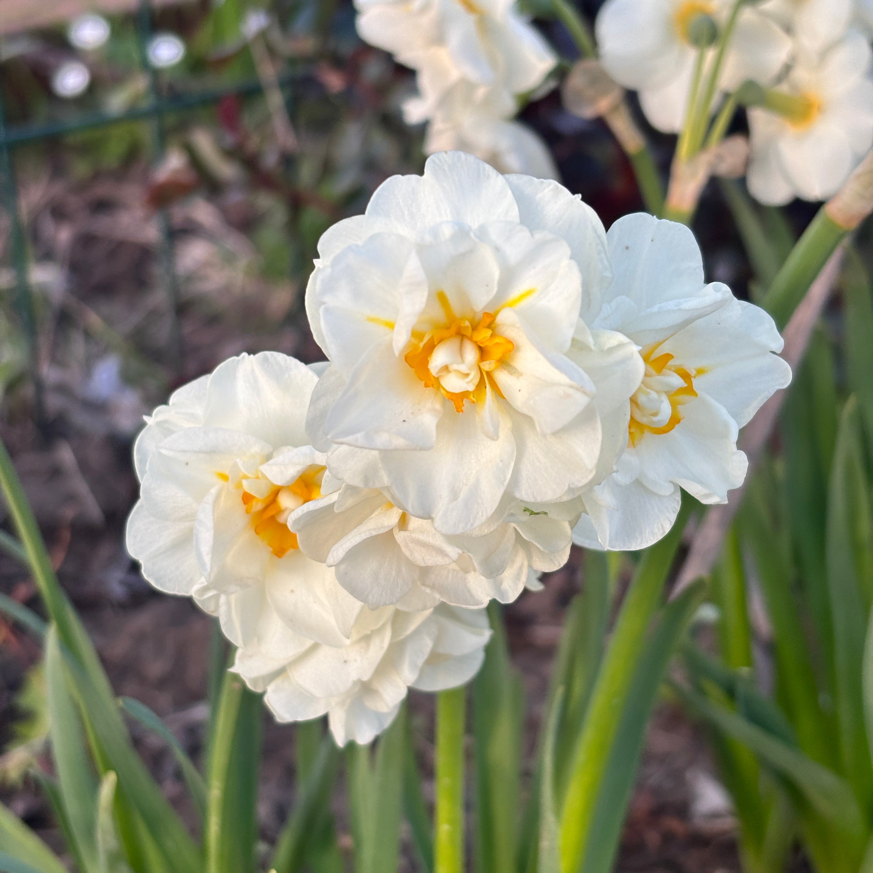 Narcise cu flori duble, puternic parfumate - Narcissus 'Bridal Crown'