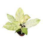 Philodendron 'Snowdrift'