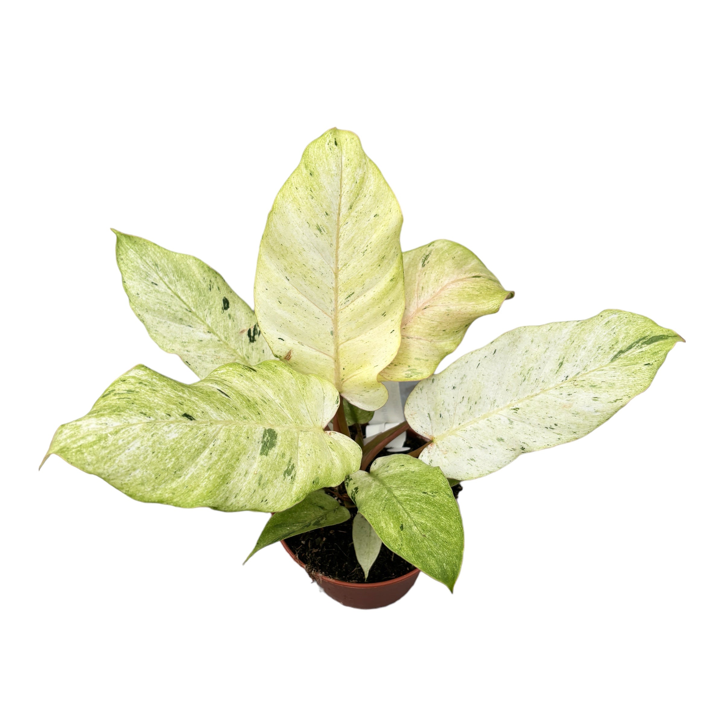 Philodendron 'Snowdrift'