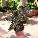Begonia Rex ‘Aiai’Begonia Rex ‘Aiai’ - begonie rex cu frunzis artistic
