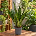 Sansevieria Aubrytniana Jade