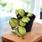 Hoya heuschkeliana 'Variegata' D6