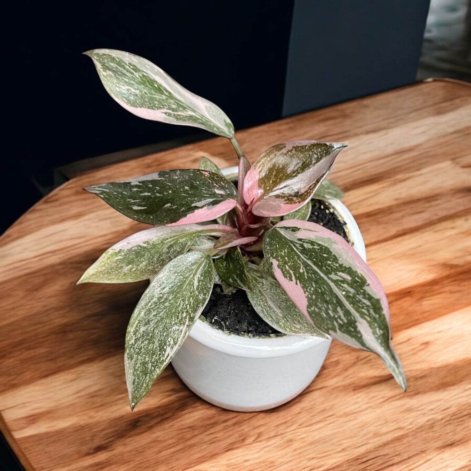 Philodendron 'Pink Princess Marble' (babyplant)