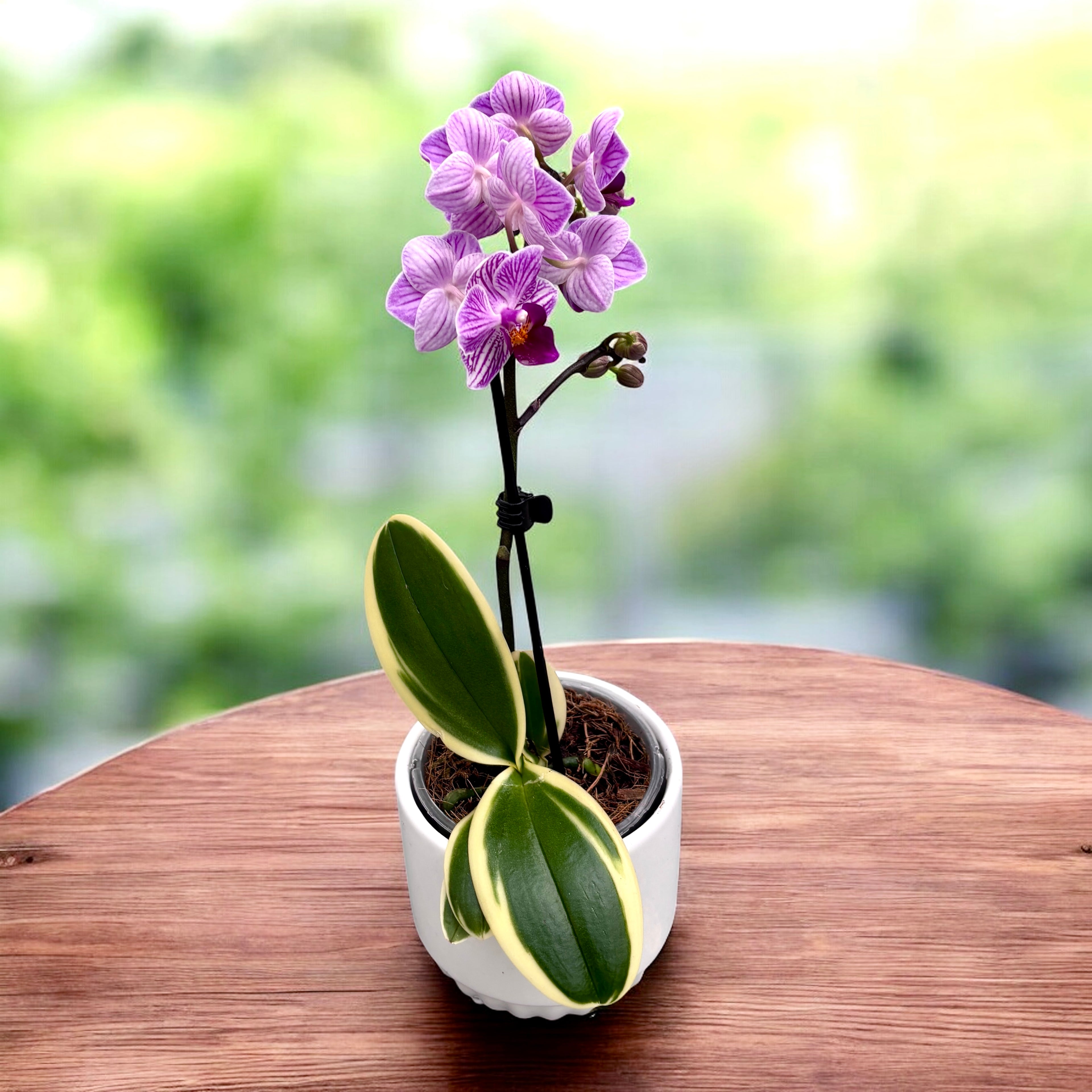 Phalaenopsis Sogo Vivien (frunze variegate)