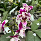 Phalaenopsis Miki Violet pelorique 3lips