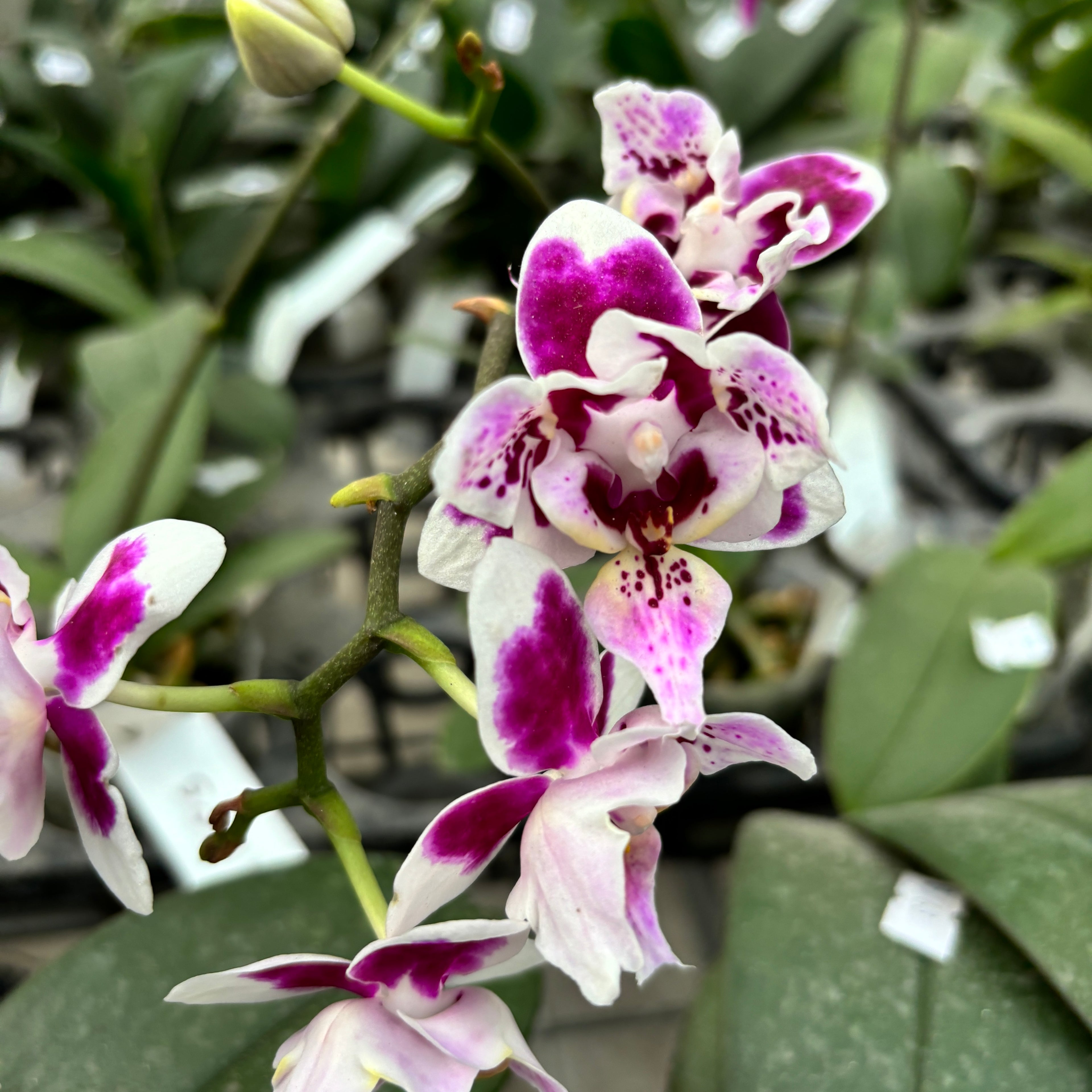 Phalaenopsis Miki Violet pelorica 3lips