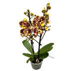 Phalaenopsis 'Limited #26’
