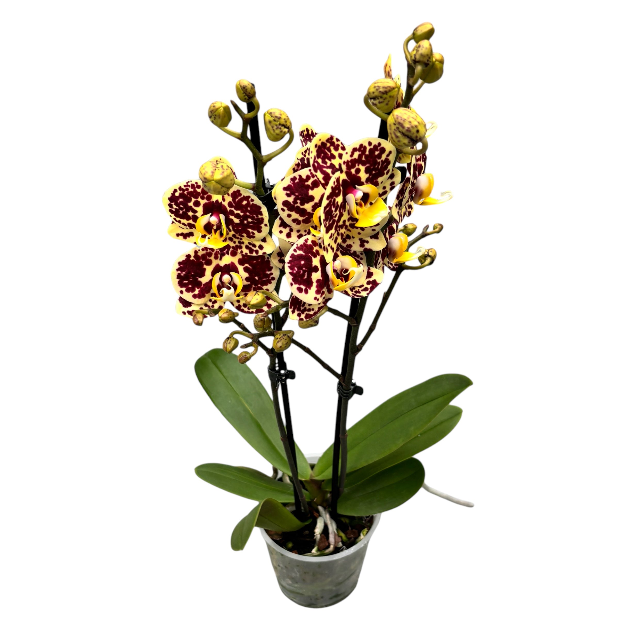 Phalaenopsis 'Limited #26’