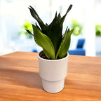 Sansevieria Silver Flame (Whitney)