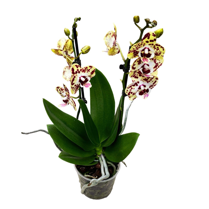 Phalaenopsis Orient Express (Phal. Daisy)