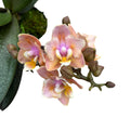 Phalaenopsis Aromio Carola parfumée et pelorique (Papillon)